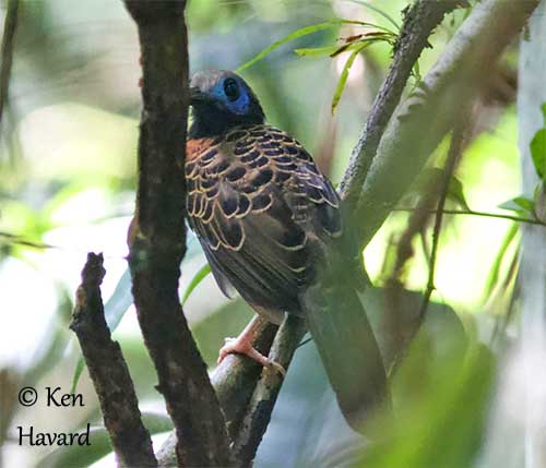 KH66ZKY Nid d'oiseau tissé à la Main de l'herbe - Birds de rotin :  : Jardin