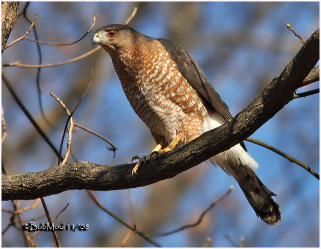 Cooper's hawk - Wikipedia