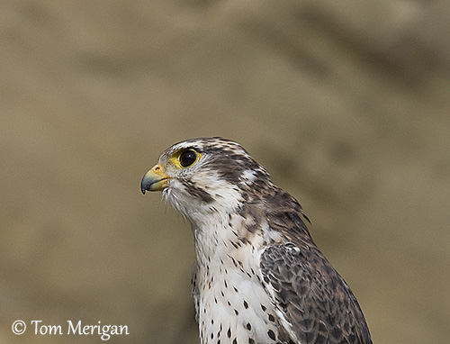 Prairie Falcon – Sonoran Images