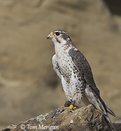 Prairie Falcon – Sonoran Images