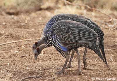 Guinea fowl: The peculiar bird with a plethora of uses