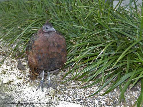 ailes de faisan de colchide séchée, ringneck pheasant wings