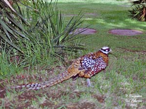 ailes de faisan de colchide séchée, ringneck pheasant wings