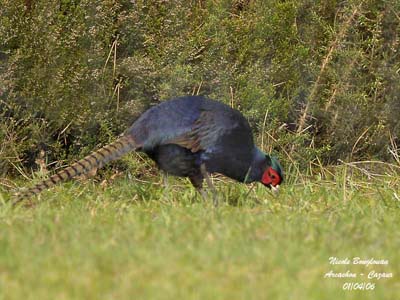 Pheasant Bird Facts  Phasianus Colchicus - A-Z Animals