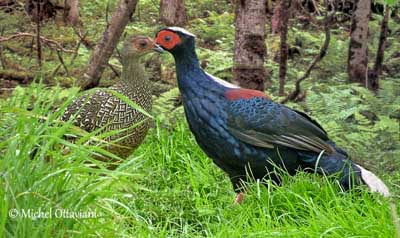 ailes de faisan de colchide séchée, ringneck pheasant wings