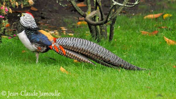 Lady Amherst's Pheasant