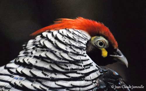 1 Dozen Red Lady Amherst Pheasant Tippet Feathers - Fly Tying & Craft