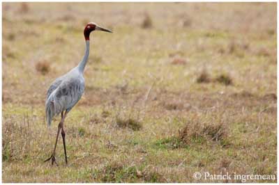 Sarus crane - Wikipedia