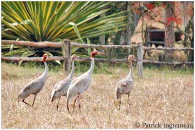 Sarus crane - Wikipedia