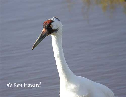 Whooping Crane  National Geographic