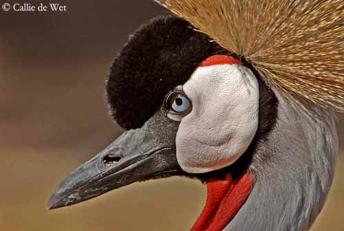 Grey Crowned Crane • Fun Facts and Information For Kids