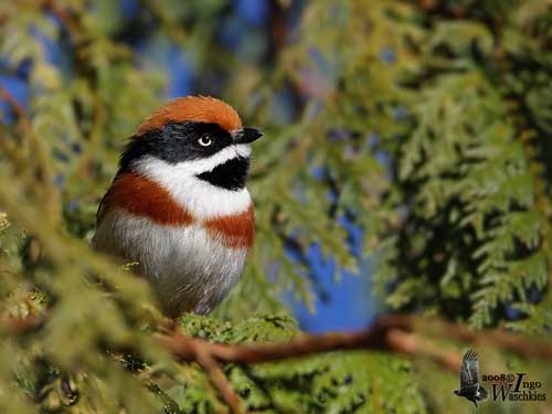 Black-throated Tit