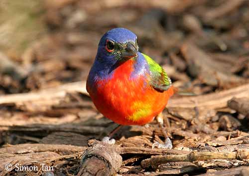 Are Painted Buntings Loud? Discover Their Surprising Sounds! 2 Are Painted Buntings Loud? Discover Their Surprising Sounds!