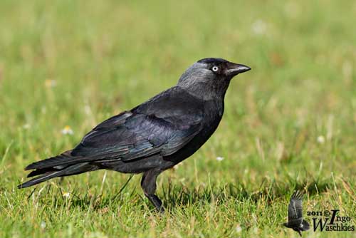 Western jackdaw - Wikipedia