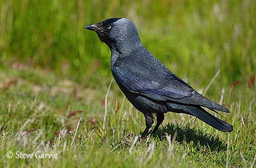 Western jackdaw - Wikipedia