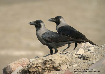 Corbeau familier - Corvus splendens