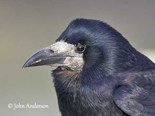 Rook, rooks (Corvus frugilegus), crow, corvids, songbirds, animals