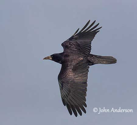 Rook, Bird Identification Guide