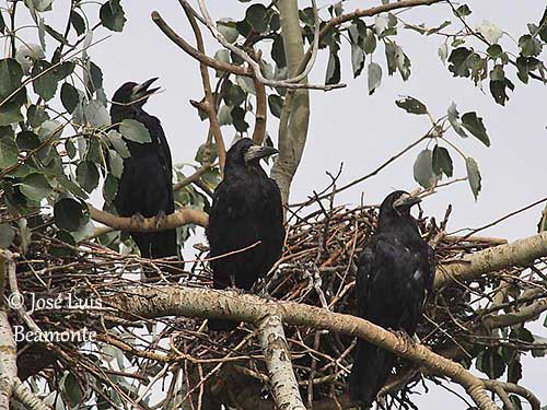 Rook  New Zealand Birds Online