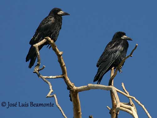 Rook, Bird Identification Guide