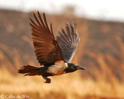 Pie, corbeau, corneille : à Tarascon une amoureuse des corvidés chasse la  mauvaise image de ces oiseaux de malheur