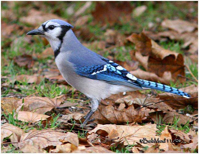 Blue Jay