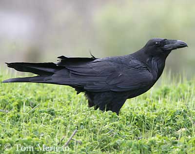 Le corbeau (Corvus corax) : l'oiseau noir et bruyant