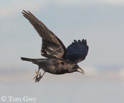 Le corbeau (Corvus corax) : l'oiseau noir et bruyant