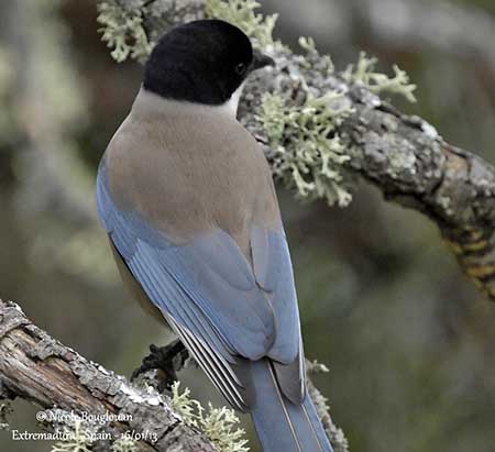 Queue-de-pie bleue 