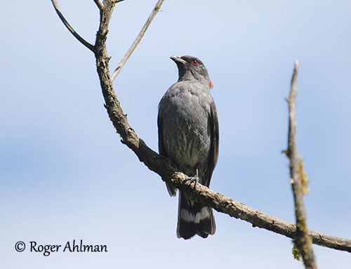 Føde Tarmfunktion snemand Red-crested Cotinga