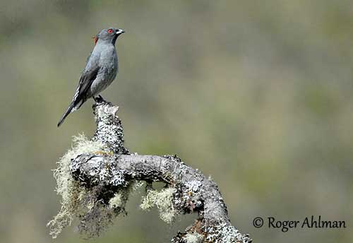 Føde Tarmfunktion snemand Red-crested Cotinga