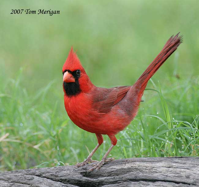 Novius cardinalis] fausse cochenille rouge (ER.766) - Le Monde des