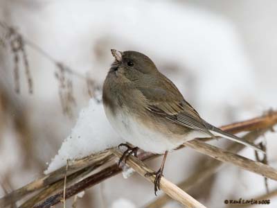 Dark-eyed Junco