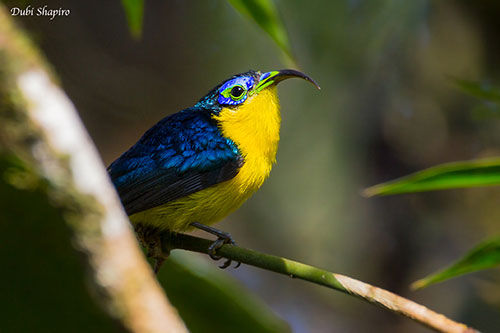 Yellow-bellied Sunbird-Asity