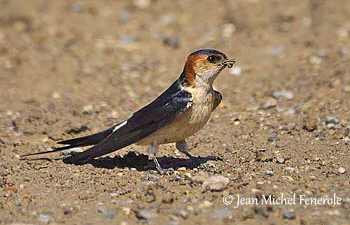 Red-rumped