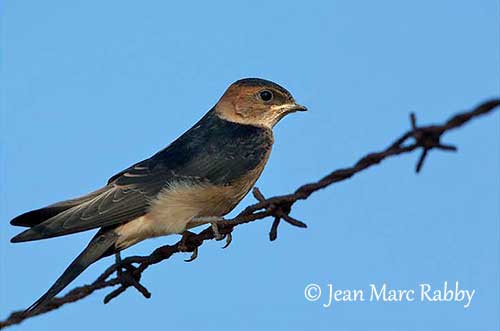 Red-rumped