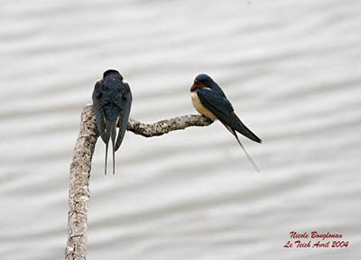 Barn swallow - Wikipedia