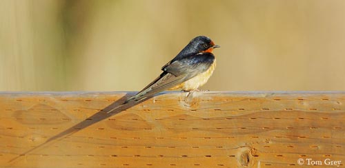 Barn swallow - Wikipedia