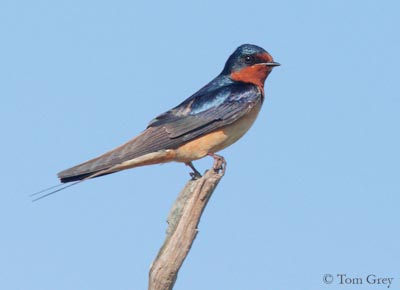 Barn swallow - Wikipedia