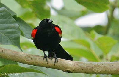 Red-winged Blackbird Identification, All About Birds, Cornell Lab of  Ornithology