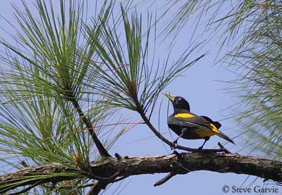 Yellow-rumped cacique - Facts, Diet, Habitat & Pictures on