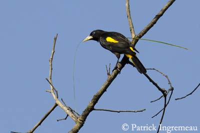 Yellow rumped bird named Cacique (latin name Cacicus cela) is hiding in the  leafs of tropical