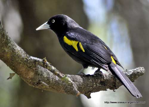 Golden-winged Cacique