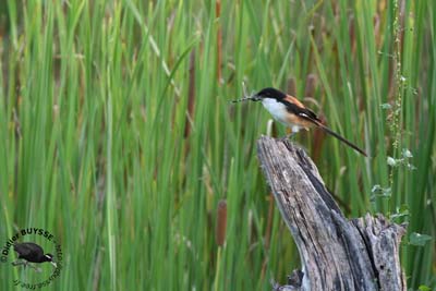 Rufous-backed Shrike (Lanius schach), 08-March-2008 09:18 A…