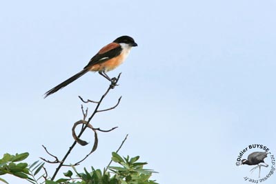 Rufous-backed Shrike (Lanius schach), 08-March-2008 09:18 A…