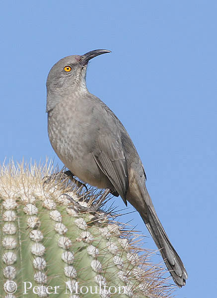 black thrasher bird