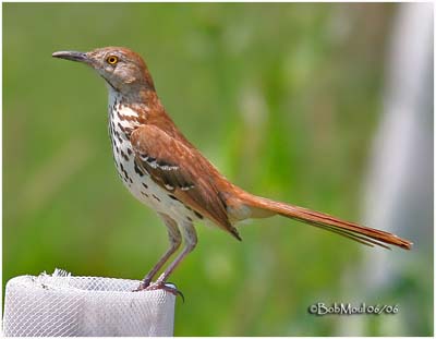 black thrasher bird