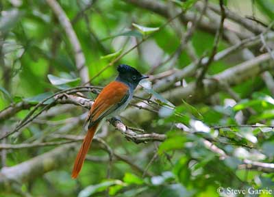 African Paradise Flycatcher  Tradução de African Paradise Flycatcher no  Dicionário Infopédia de Inglês - Português