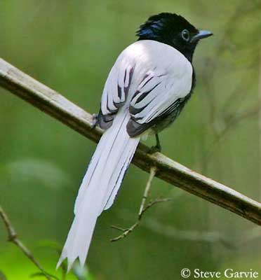 African Paradise Flycatcher  Tradução de African Paradise Flycatcher no  Dicionário Infopédia de Inglês - Português