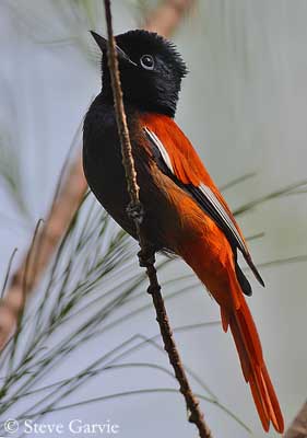 African Paradise Flycatcher Tradução de African Paradise Flycatcher no Dicionário Infopédia de Inglês - Português